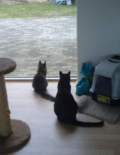 Huskat Zeuz *RIP* - Her er Zeuz sammen med sin veninde Athene billede 11