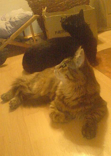 Maine Coon Athene *RIP* - Her ligger Athene sammen med sin ven Zeuz billede 14