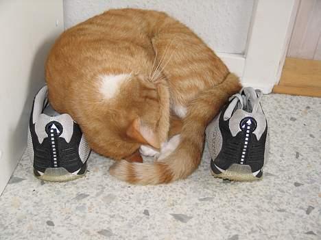 Huskat Oliver  R.I.P d.16-10-06  - Se mine sko er de ikke flotte ? billede 11