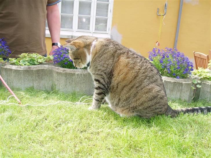 Huskat Sally - Hej allesammen. Velkommen til min profil :) Nu når i er her så smid da lige en god bedømmelse og stem gerne på mig i mine udfordringer hvis der er nogle igangværende :D På forhånd TAK... billede 1