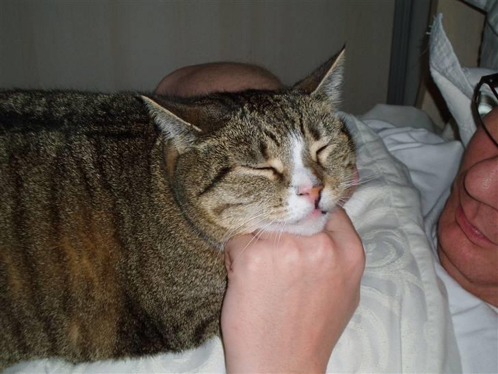 Huskat Sally - Tosse mis :) billede 2