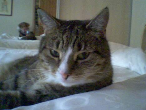 Huskat Sally - Sally ligger i mor og fars seng og bliver forkælet <3 billede 3