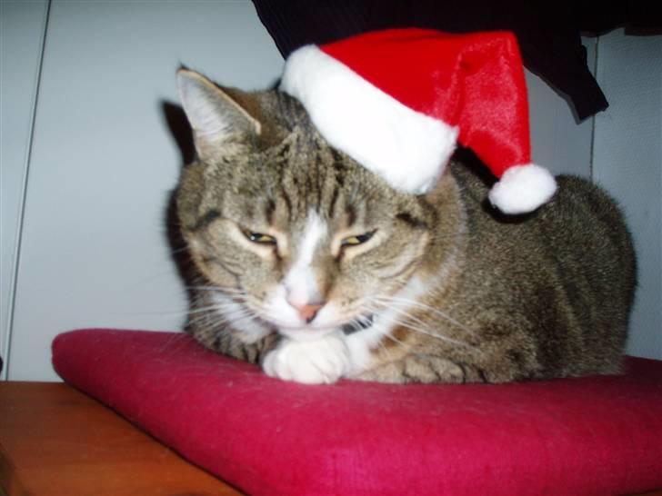 Huskat Sally - Sally med nissehue på :) Hun er ikke helt vild med det :) billede 4