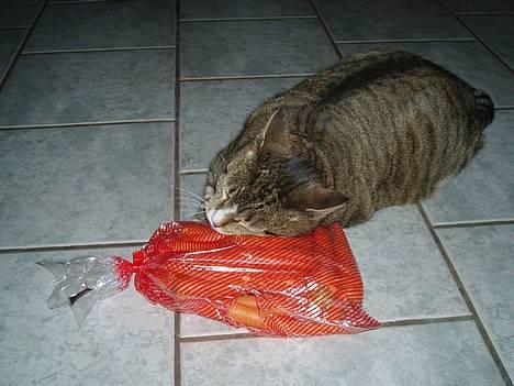 Huskat Sally - Ja, hun holder jo så meget af sine gulerødder.. billede 5