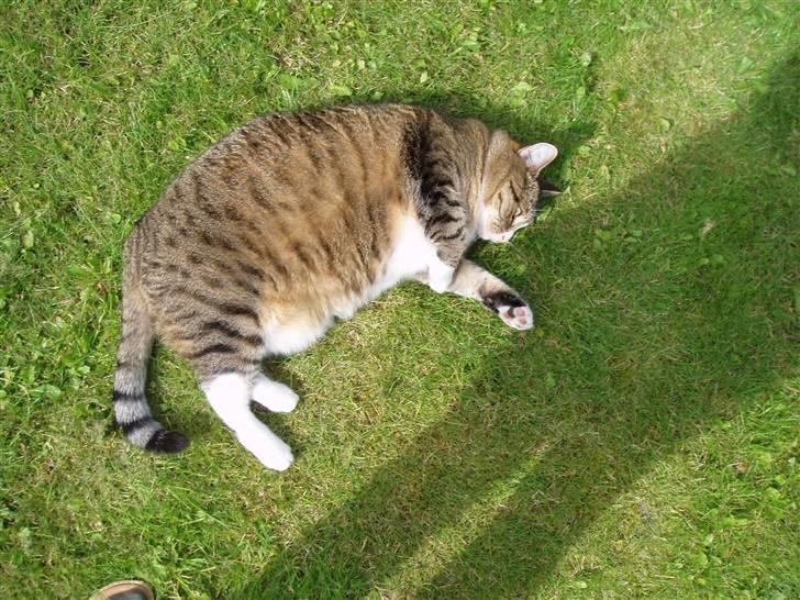 Huskat Sally - Sally nyder varmen fra solen :) billede 6