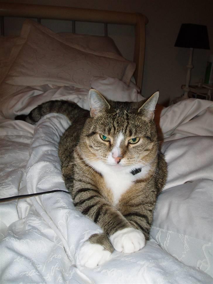 Huskat Sally - Sally hygger sig i mor og fars seng. :) billede 7