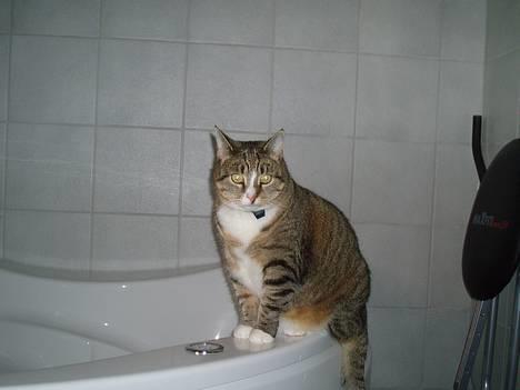 Huskat Sally - Sally nyder den hævet udsigt fra spabadet :) billede 8