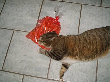 Huskat Sally - Sally elsker lugten af gulerødder og bliver helt vild når hun får færden af gulerøddder :) billede 10