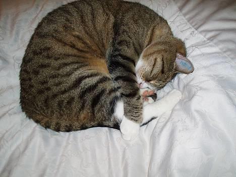 Huskat Sally - Ja, det er jo det hun er god til :) billede 11