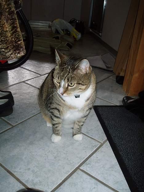 Huskat Sally - Sally ser noget træt ud.. billede 12