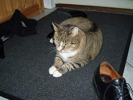 Huskat Sally - Sally ligger og slapper af. billede 13