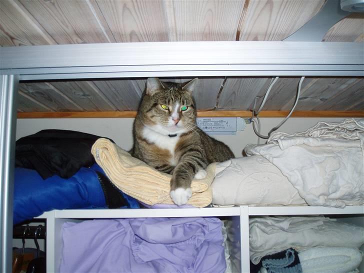 Huskat Sally - Overhovedet har lagt sig tilrette øverst i skabet :) billede 14