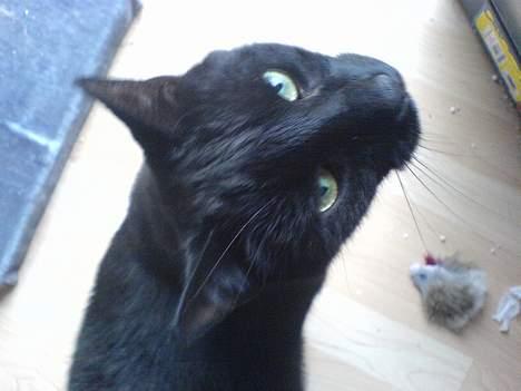 Huskat Zeuz *RIP* - Her kan man se farverne i øjnene, lidt dårlig kvalitet, men ikke så meget lys... billede 12