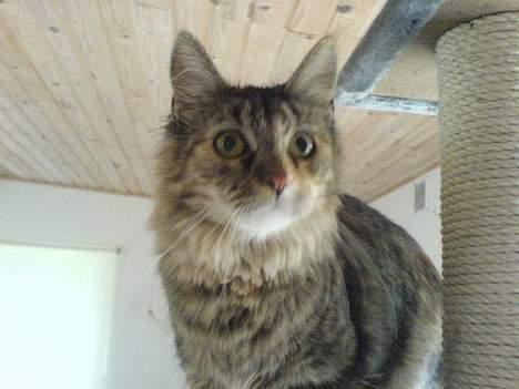 Maine Coon Athene *RIP* - Se hvordan jeg også kan stå... billede 15