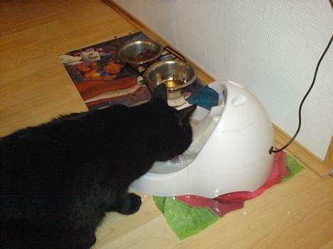 Huskat Zeuz *RIP* - Zeuz ved den højt elskede vandautomat der renser vandet og køler det ned ved at pumpe det rundt konstant. billede 13