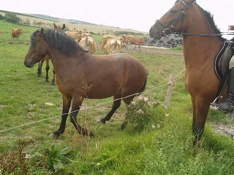 Blanding af racer Lille My  billede 5