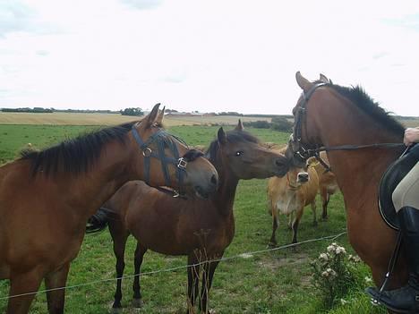 Blanding af racer Lille My  billede 6