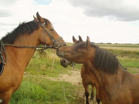 Blanding af racer Lille My  billede 7