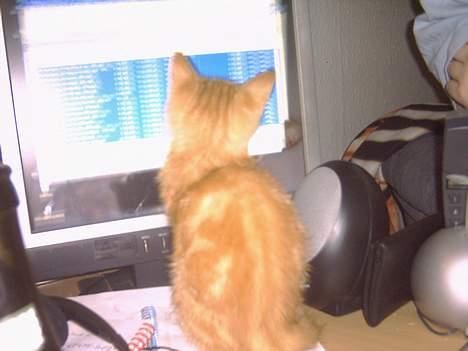 Huskat simba billede 1