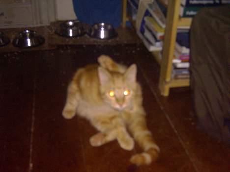 Huskat simba billede 2