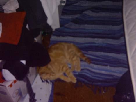 Huskat simba billede 3