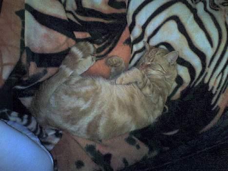 Huskat simba billede 4