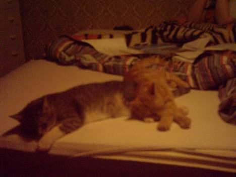 Huskat simba billede 5