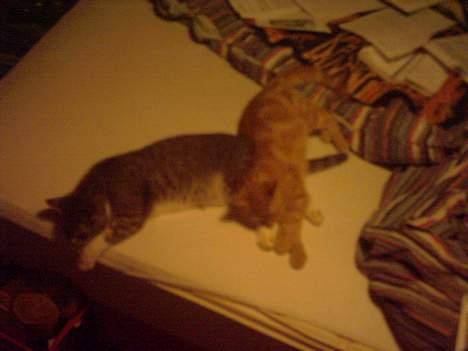 Huskat simba billede 6