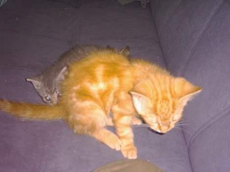 Huskat simba billede 7