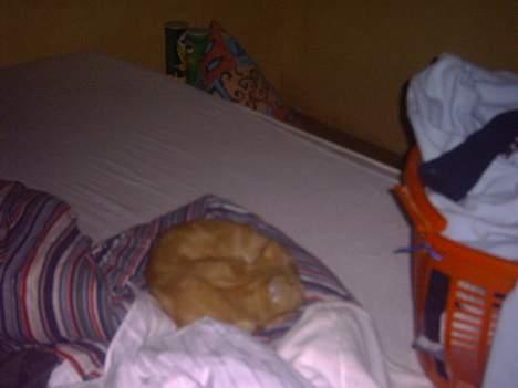 Huskat simba billede 8