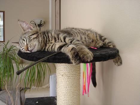 Huskat Simba - Puha...Har været en hård dag. =) Zzz Zzz billede 1