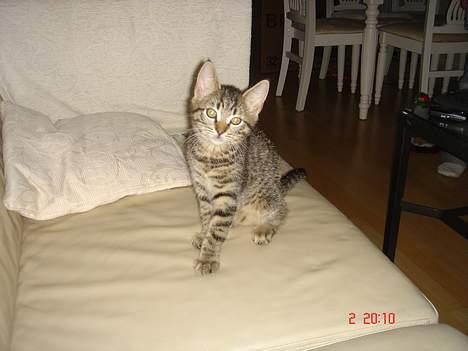 Huskat Simba billede 3