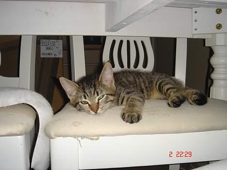 Huskat Simba - Her vogter jeg. billede 4