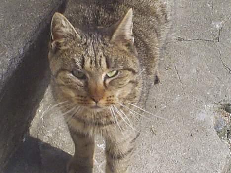 Blanding af racer Miv billede 6