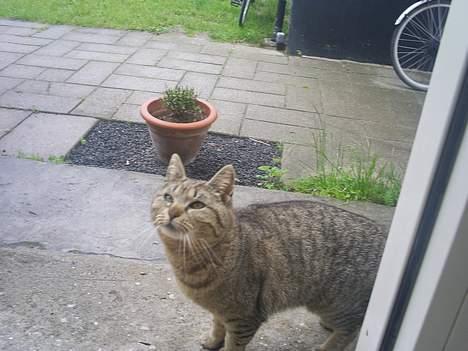 Blanding af racer Miv billede 7