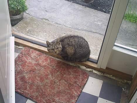 Blanding af racer Miv billede 8