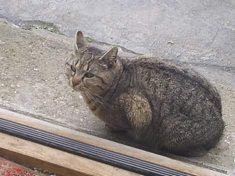 Blanding af racer Miv billede 9