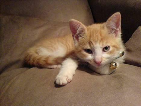 Huskat Oliver - Er jeg ikke bare dejlig? billede 1