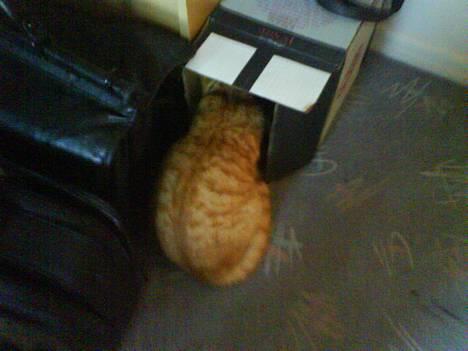 Huskat Koko og Nico*Død*  billede 5