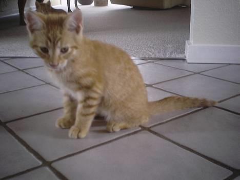 Huskat Koko og Nico*Død*  billede 6