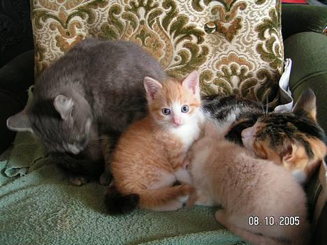 Huskat Oliver - Dette er mig, sammen med mine "to mødre" og min bror. Det er mig i midten! billede 2