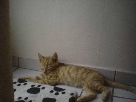 Huskat Koko og Nico*Død*  billede 7