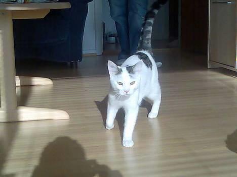 Huskat Hugo billede 1