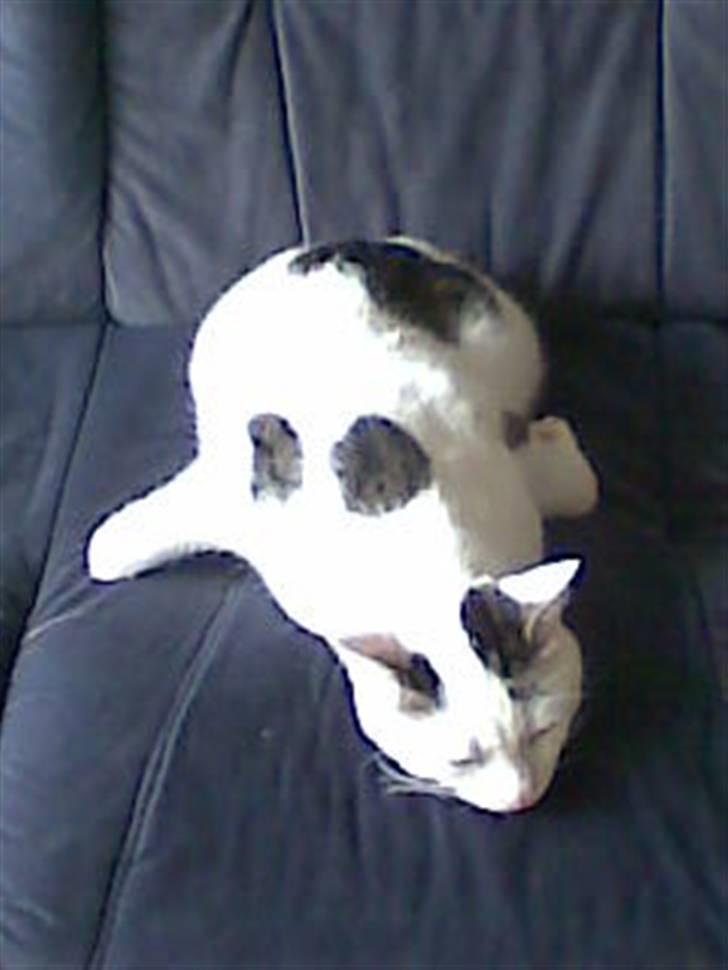 Huskat Hugo billede 2