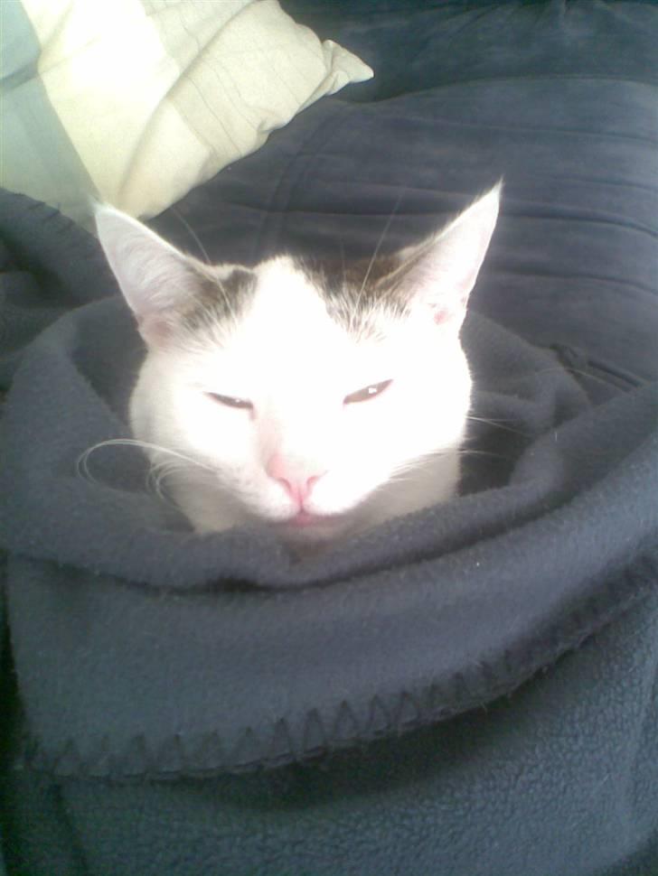 Huskat Hugo billede 3