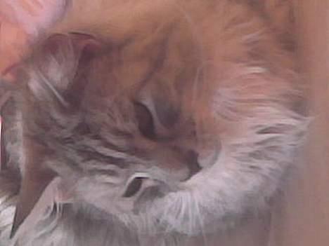 Maine Coon jersey *DØD* billede 1