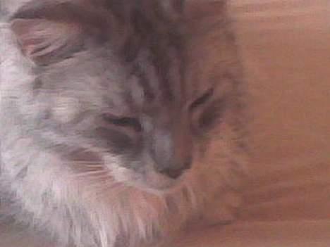 Maine Coon jersey *DØD* billede 2