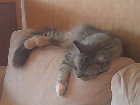 Maine Coon jersey *DØD* billede 3