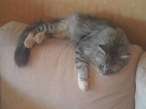 Maine Coon jersey *DØD* billede 4