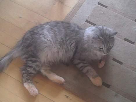 Maine Coon jersey *DØD* billede 5